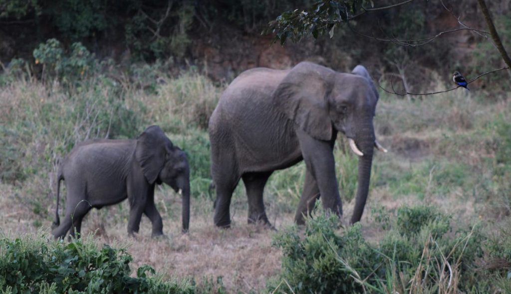 African elephants with a kingfisher bird in the Mathews Range