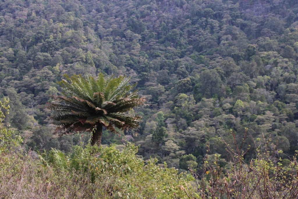 Ancient Kenyan Giant Cycad in the Mathews Range montane forest
