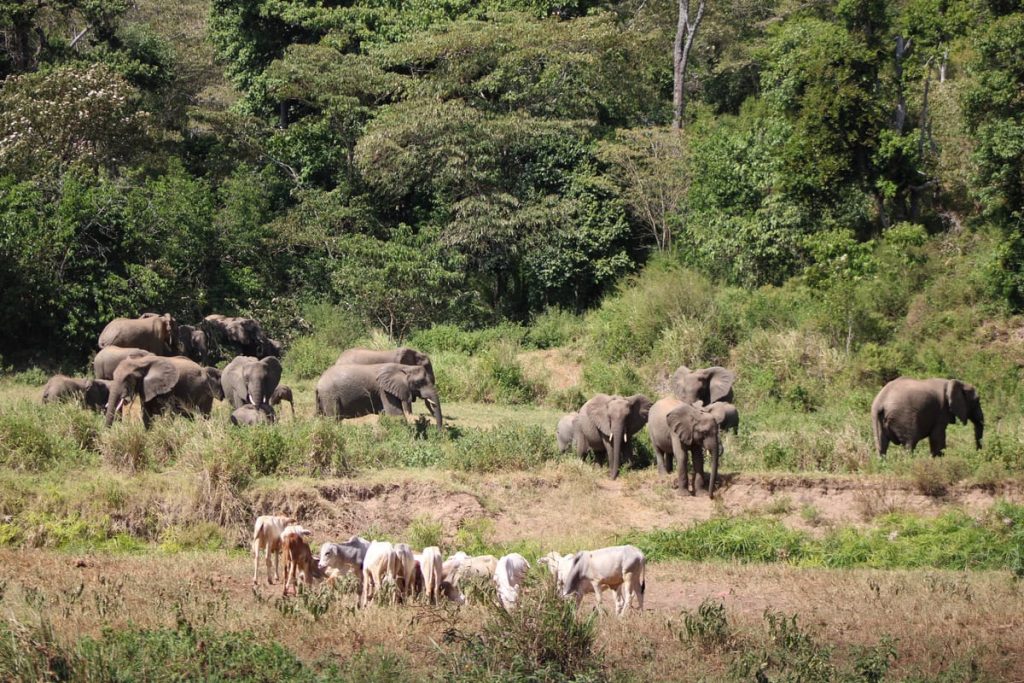 Samburu pastoralist with cattle on the conservancy grasslands